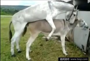 马驴交配视频,揭秘跨物种繁殖的神秘面纱